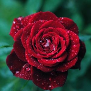 Meet your Posher, Vyvian